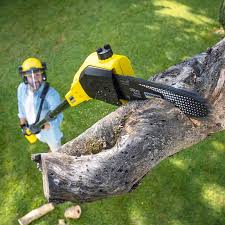 How Our Tree Care Process Works  in Wellsville, UT